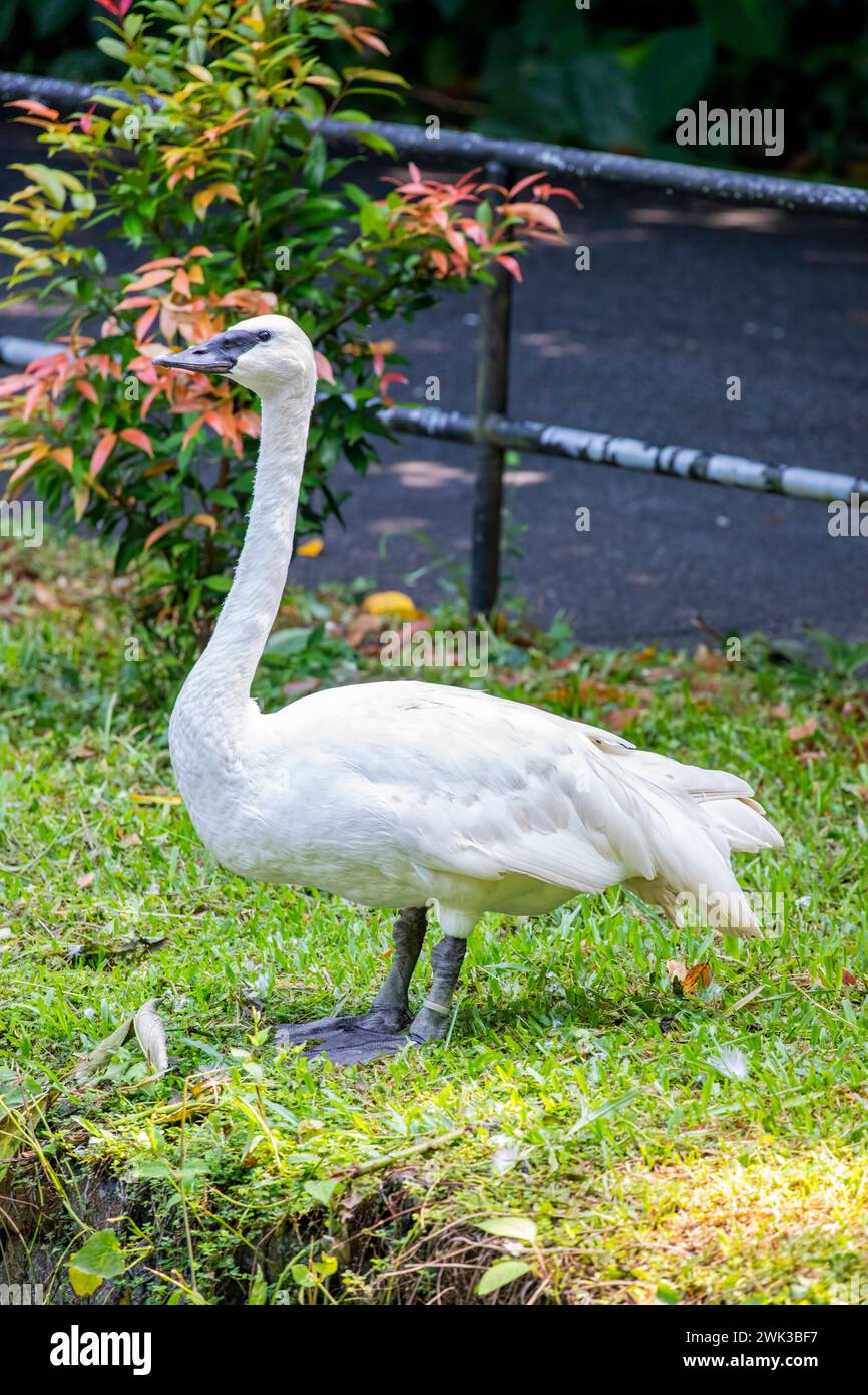 Il cigno trombettiere (Cygnus buccinator) è una specie di cigno presente in Nord America. L'uccello vivente più pesante nativo del Nord America Foto Stock
