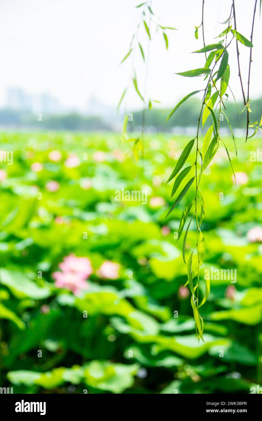 L'immagine ravvicinata dell'albero di salice. Lo sfondo bokeh è il fiore di loto e le foglie nel lago occidentale di Hangzhou in Cina. È diviso in cinque sezioni Foto Stock