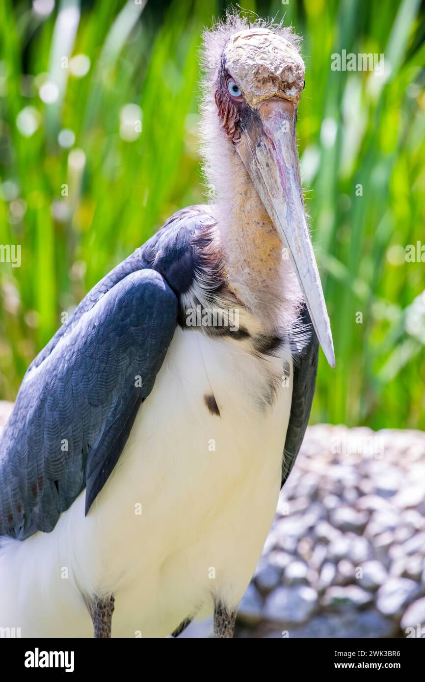 Un minore aiutante (Leptoptilos javanicus). Si tratta di un grande uccello da guado della famiglia delle cicogne Ciconiidae. Come altri membri del suo genere Foto Stock