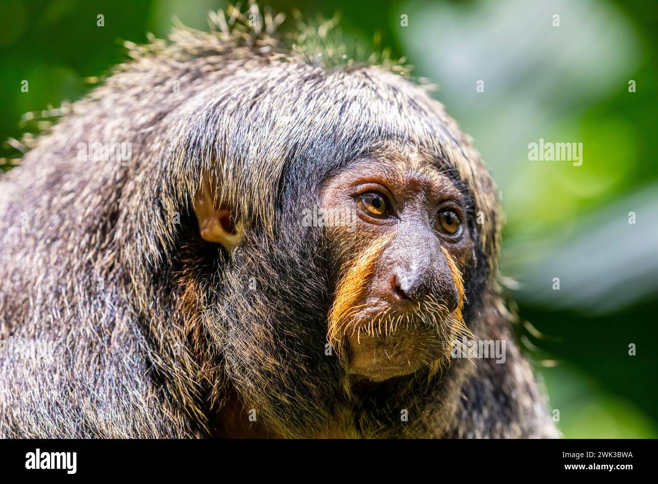 L'immagine ravvicinata di saki dalla faccia bianca. Una specie della scimmia saki del nuovo mondo, creature arboree Foto Stock