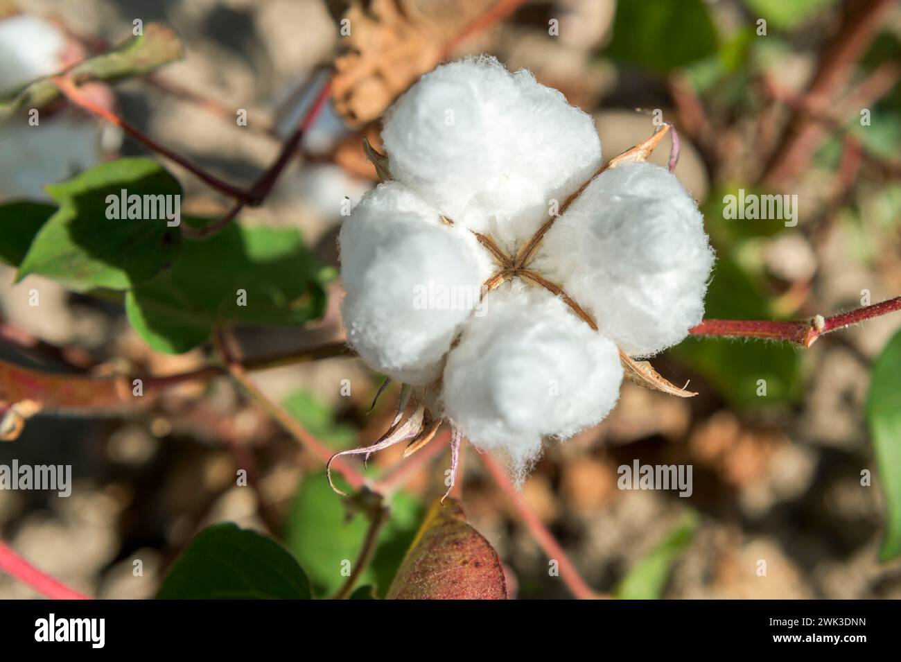 Capsula aperta di una pianta di cotone in un campo nel nord della Grecia. Foto Stock