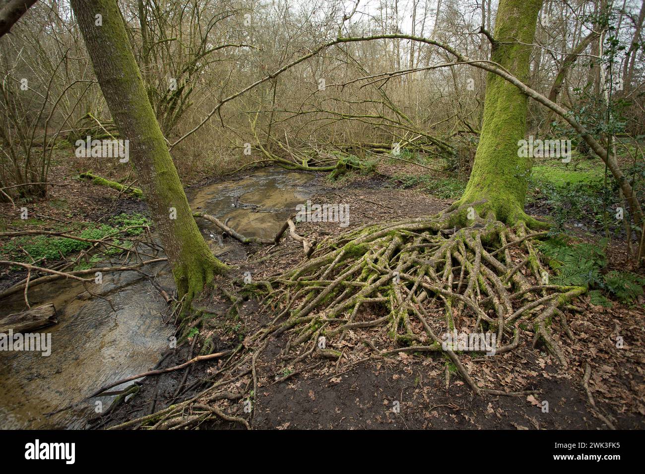 vista sui boschi Foto Stock