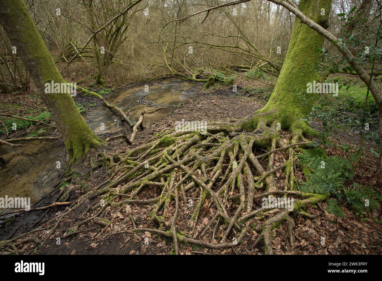 vista sui boschi Foto Stock