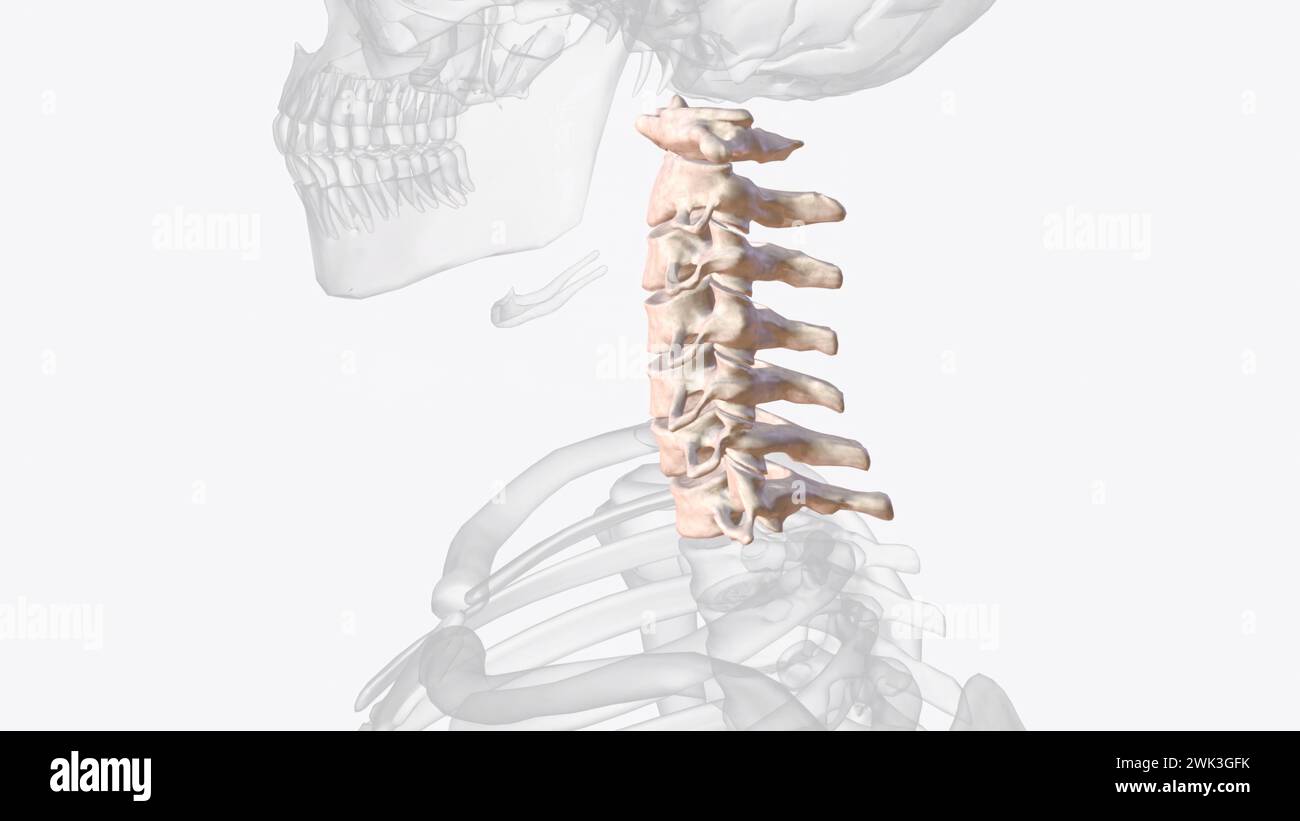 La colonna cervicale (regione del collo) è costituita da sette ossa (vertebre C1-C7), separate l'una dall'altra da dischi intervertebrali 3d illustrati Foto Stock