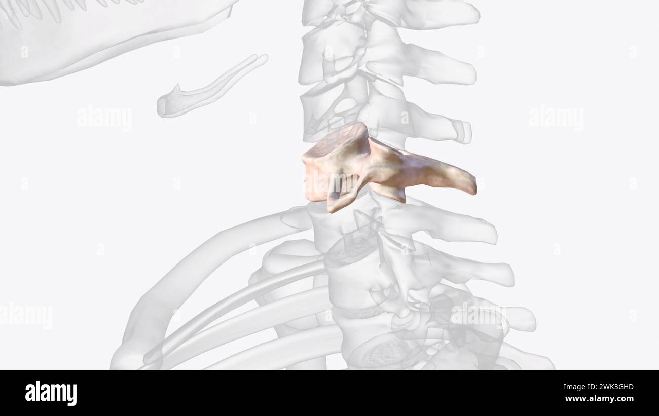 Quinta vertebra cervicale 3d medico . Foto Stock