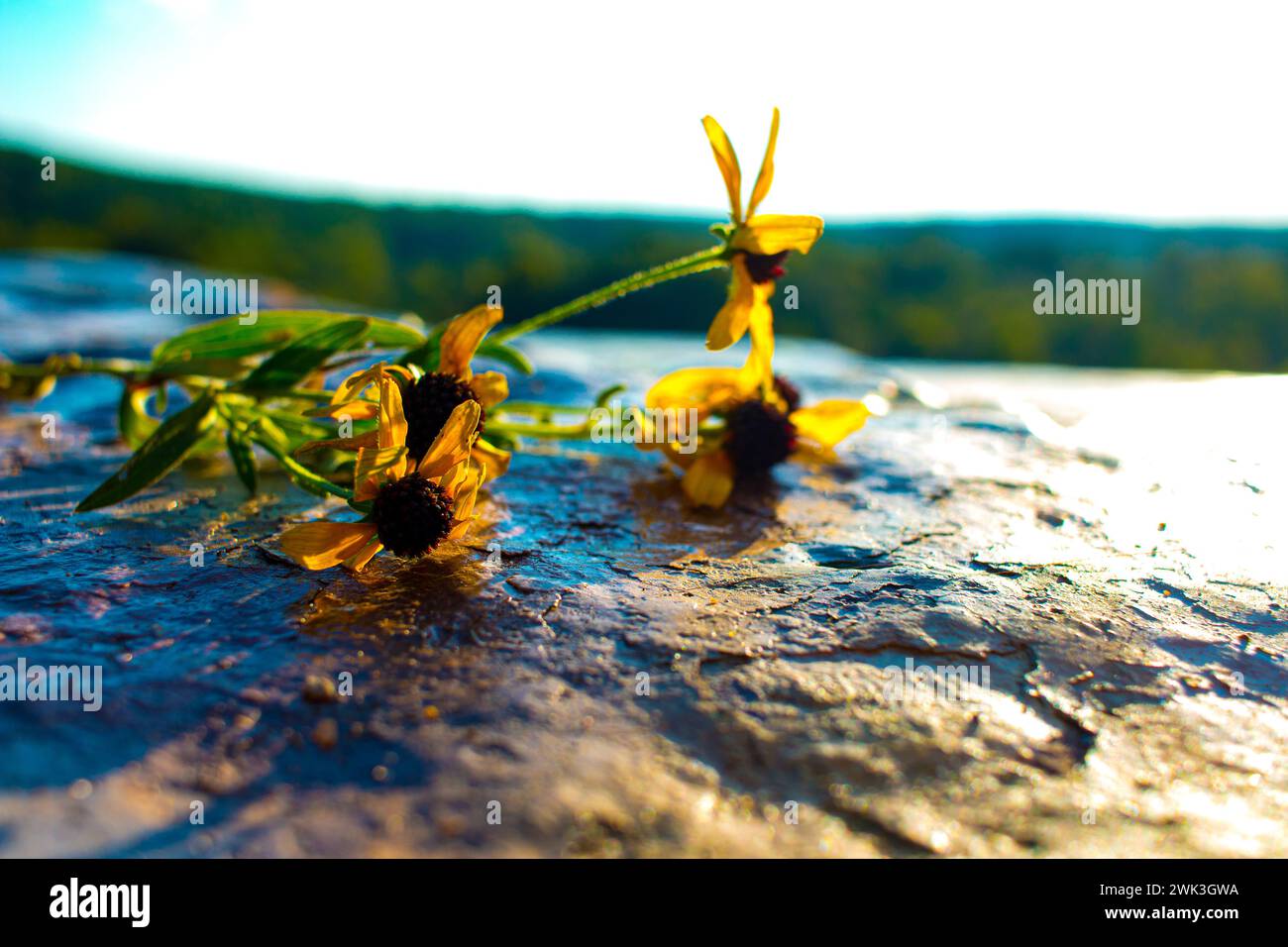 C'è un promontorio isolato in Missouri su cui la gente del posto spruzza il nome quando lascia la città per l'ultima volta. Fiori lasciati per un amore. Foto Stock