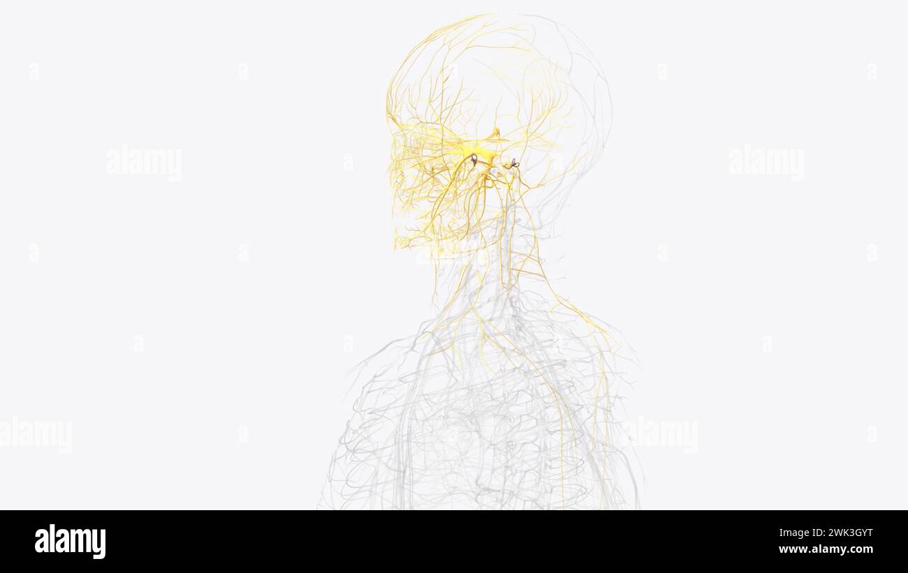 I nervi cranici sono 12 coppie di nervi visibili sulla superficie ventrale (inferiore) del cervello illustrazione 3d. Foto Stock