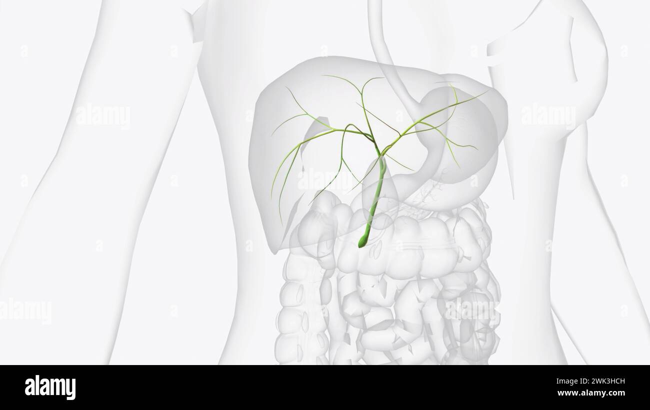 I dotti biliari sono piccoli canali che collegano alcuni organi del sistema digerente illustrazione 3d. Foto Stock