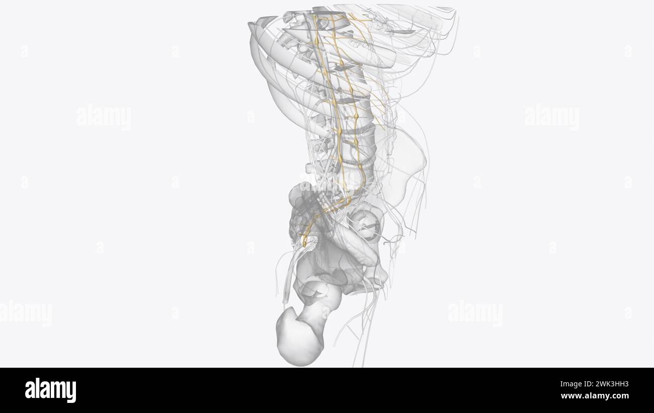 I tronchi simpatici sono un fascio di fibre nervose accoppiate che vanno dalla base del cranio all'illustrazione 3d coccige Foto Stock