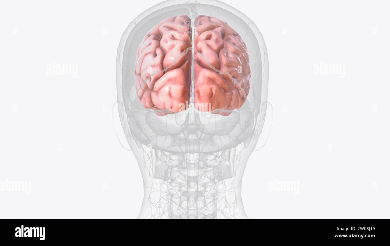 La corteccia cerebrale, nota anche come mantello cerebrale, è lo strato esterno del tessuto neurale del cervello negli esseri umani e in altri mammiferi Foto Stock