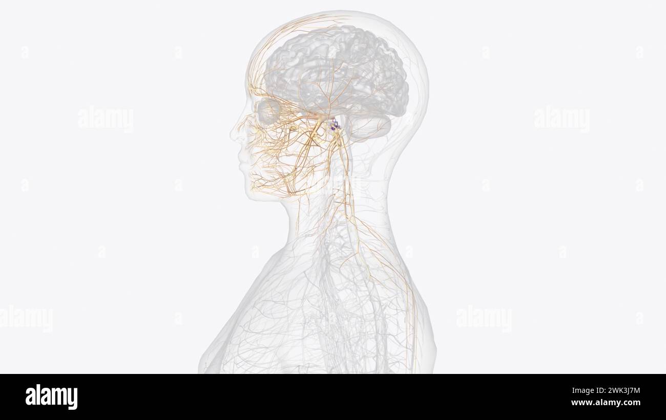 I nervi cranici sono 12 coppie di nervi visibili sulla superficie ventrale (inferiore) del cervello illustrazione 3d. Foto Stock