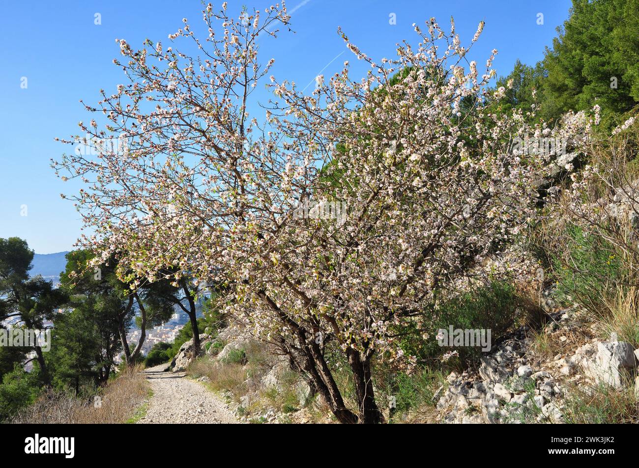 Mandorli in fiore su una trincea del Mont Faron Toulon Provence_ Foto Stock