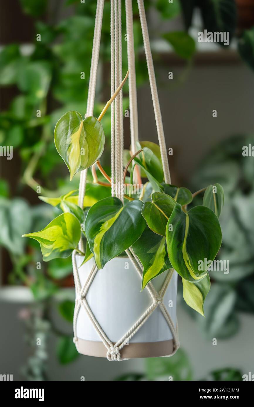 Appendiabiti per piante di macrame di cotone fatto a mano. Philodendron Scandens Brasil appeso al macrame Foto Stock