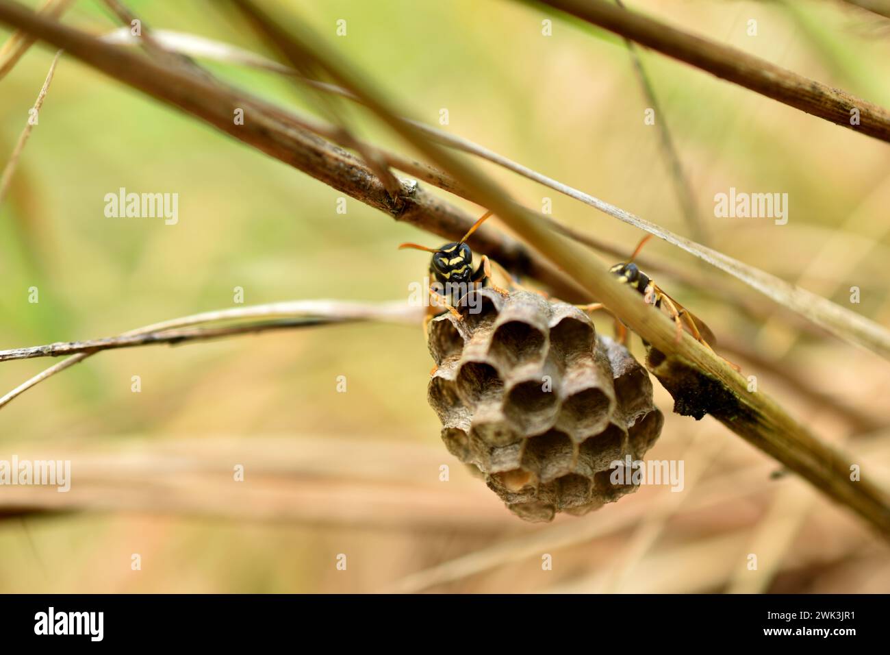 I favi di un nido di vespe che pendono sull'erba sono sorvegliati da vespe. Foto Stock