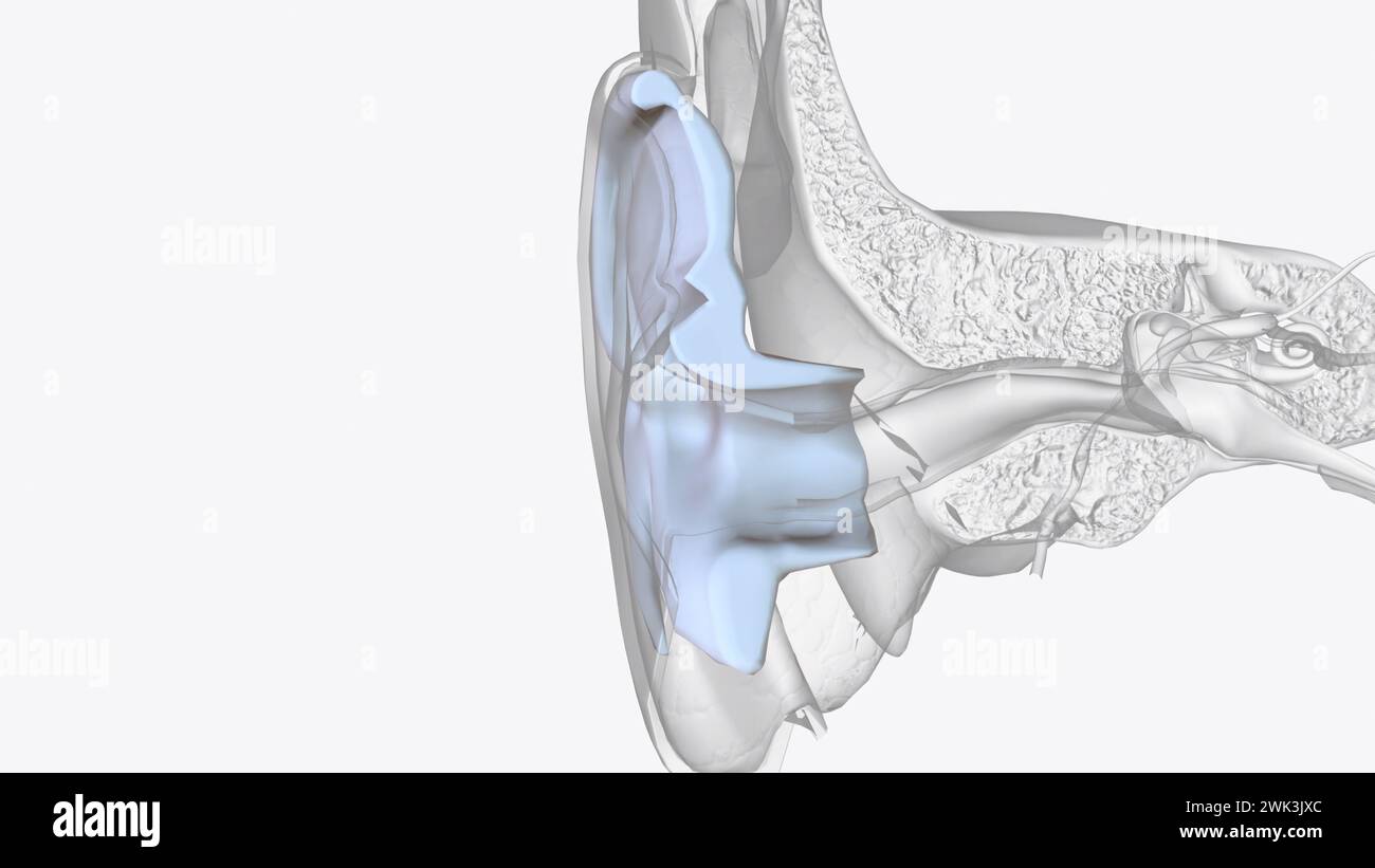 La cartilagine è il tessuto spesso che crea la forma dell'illustrazione 3d dell'orecchio esterno Foto Stock
