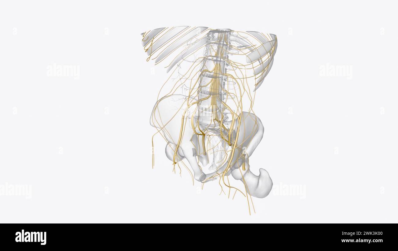 Il sistema nervoso somatico (SNS) include tutti i nervi che vanno da e verso il midollo spinale illustrazione 3d. Foto Stock
