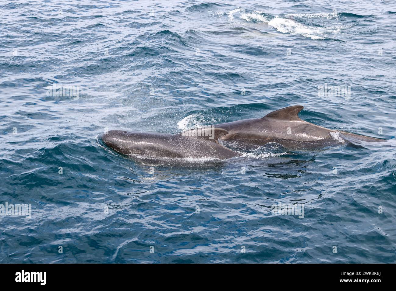 Due balene pilota adulte (Globicephala melas) contrastano con le onde azzurre strutturate, nelle acque cristalline e cristalline vicino ad Andenes, Norvegia Foto Stock