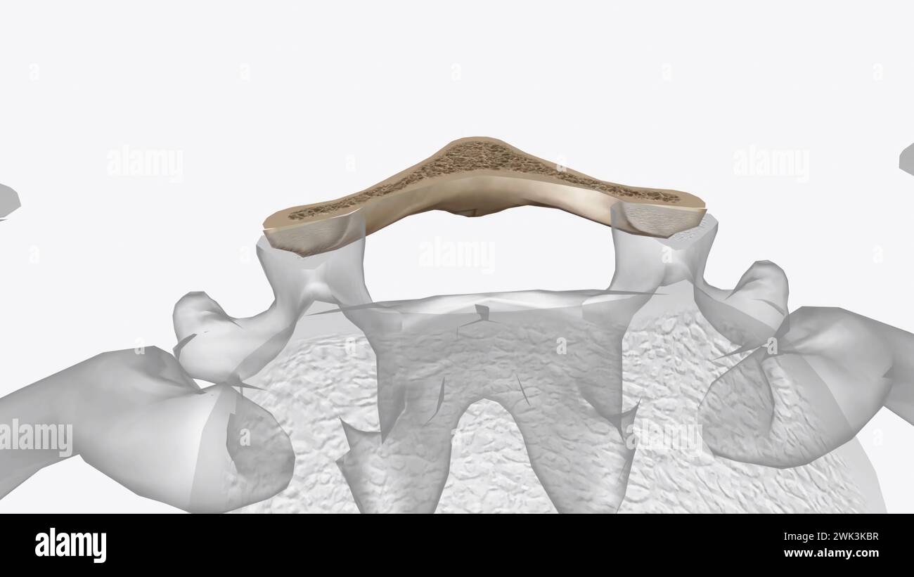 L'undicesima vertebra toracica (T11) si trova vicino alla parte inferiore della figura 3d della colonna toracica Foto Stock