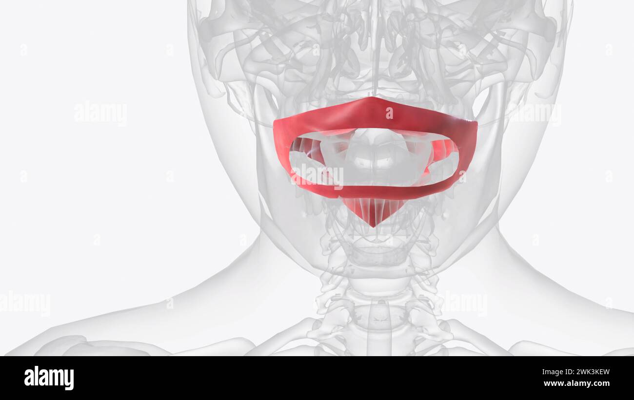 La mucosa orale è la membrana mucosa che riveste l'interno della bocca illustrazione 3d. Foto Stock
