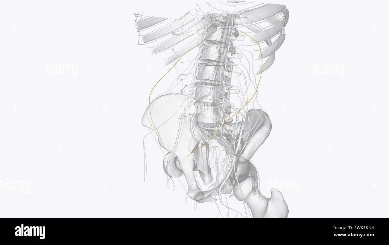 Il nervo subcostale fornisce l'alimentazione motoria al retto addominale, ai muscoli intercostali e ai muscoli della parete addominale anteriore illustrazione 3d. Foto Stock