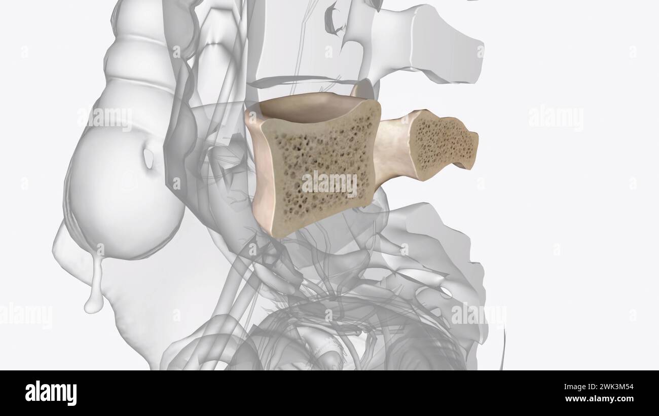 La quinta vertebra lombare della colonna vertebrale (L5) fa parte dell'illustrazione 3d della regione lombare più grande Foto Stock