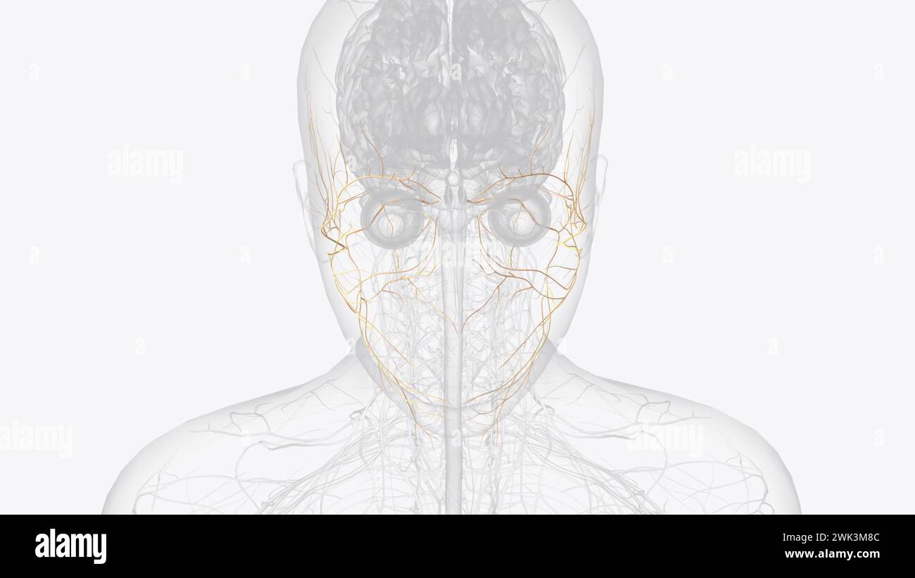 Il nervo facciale è il settimo nervo cranico e trasporta fibre nervose che controllano il movimento facciale e l'espressione illustrazione 3d. Foto Stock