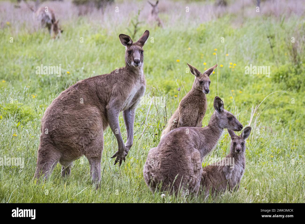 Canguri (Macropodidae), Australia Foto Stock