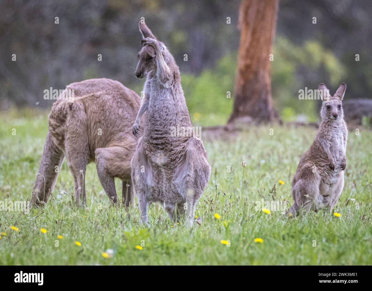 Canguri (Macropodidae), Australia Foto Stock