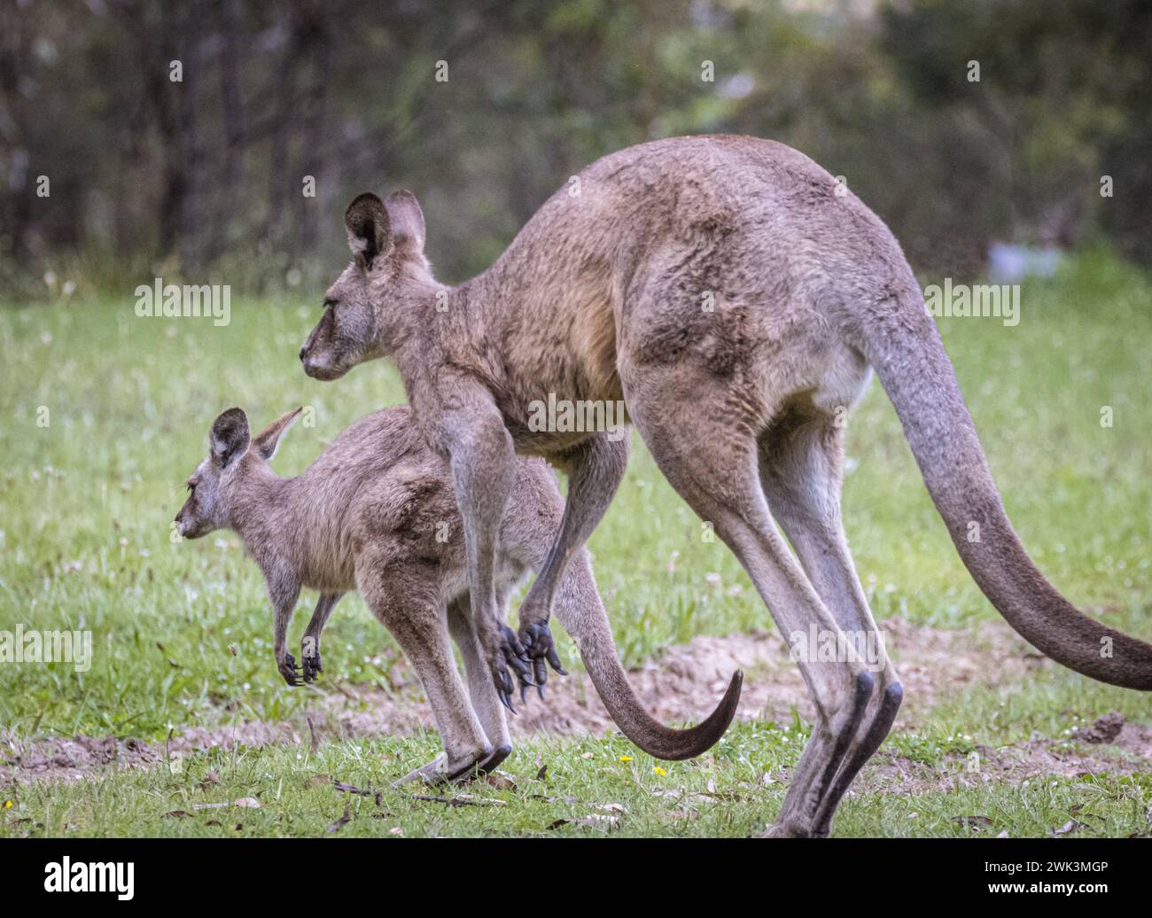 Kangaroos jumping (Macropodidae), Australia Foto Stock