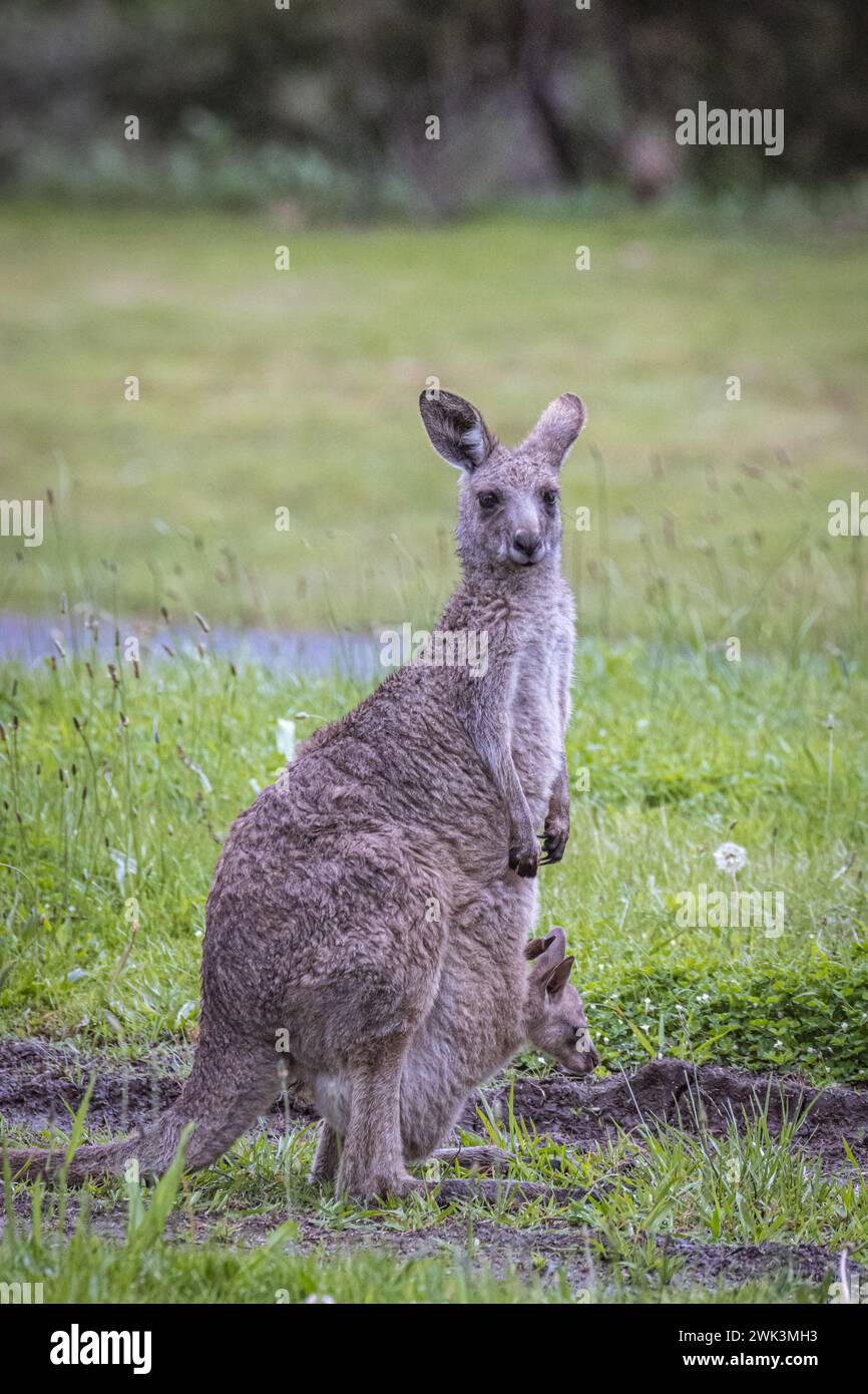 Canguri (Macropodidae), Australia Foto Stock