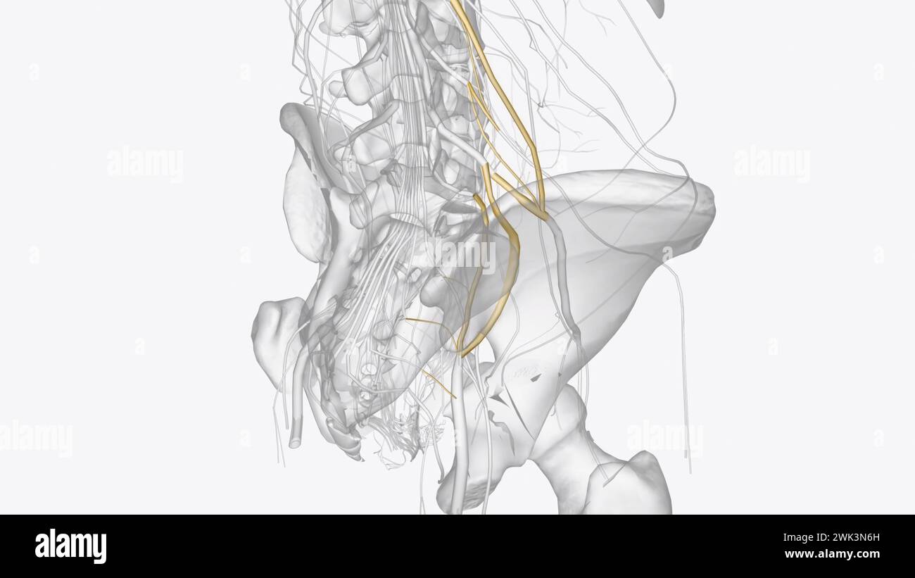 Il plesso lombbosacrale è una rete di fibre nervose, derivate dalle radici dei nervi lombari e sacrali spinali che si diramano per formare il supporto nervoso Foto Stock