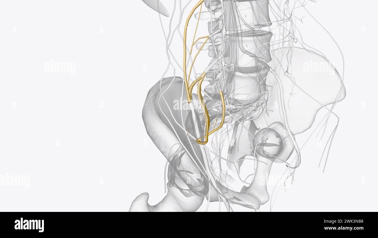 Il plesso lombbosacrale è una rete di fibre nervose, derivate dalle radici dei nervi lombari e sacrali spinali che si diramano per formare il supporto nervoso Foto Stock