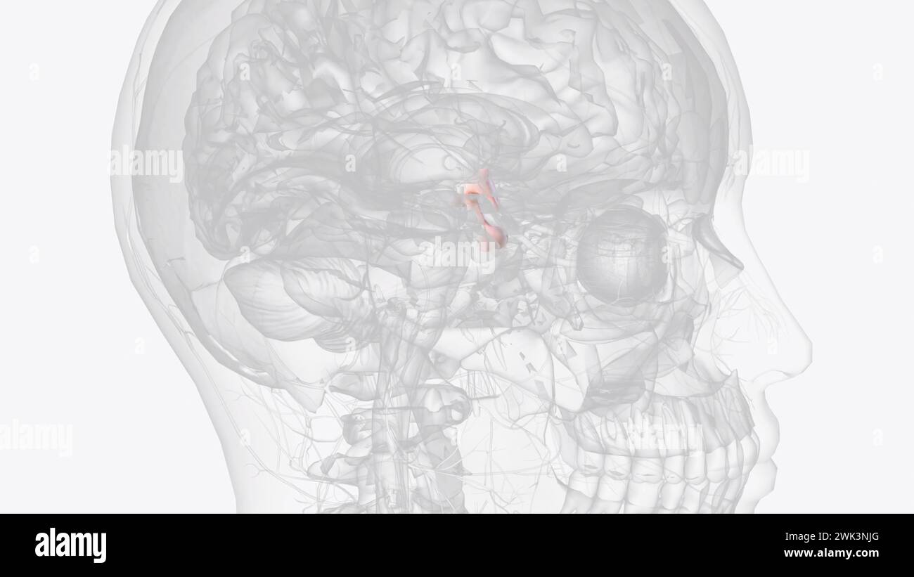 L'ipotalamo è la regione del cervello ventrale che coordina l'illustrazione 3d del sistema endocrino Foto Stock