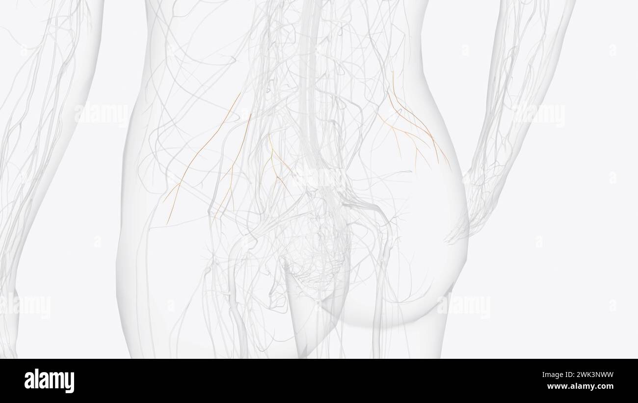 Il nervo gluteo superiore è un ramo motorio del plesso sacrale che nasce dalle divisioni posteriori delle radici anteriori L4, L5 e S1 3d Ill Foto Stock