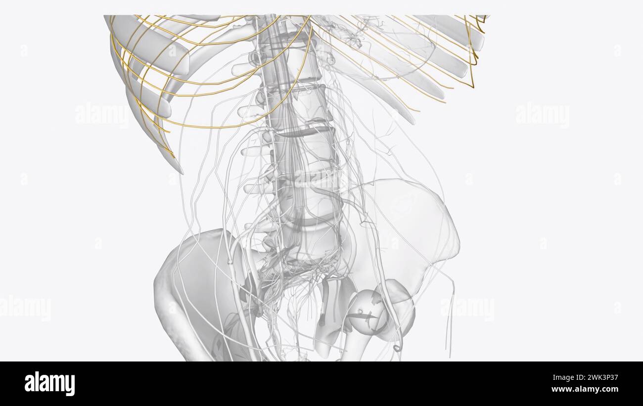 I nervi intercostali fanno parte del sistema nervoso somatico, contribuendo alla contrazione dei muscoli e al ritorno di informazioni sensoriali illustrate in 3d. Foto Stock