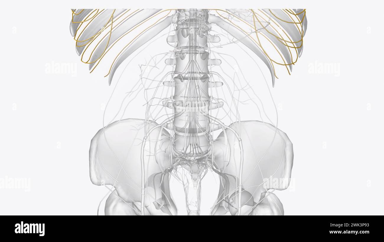 I nervi intercostali fanno parte del sistema nervoso somatico, contribuendo alla contrazione dei muscoli e al ritorno di informazioni sensoriali illustrate in 3d. Foto Stock