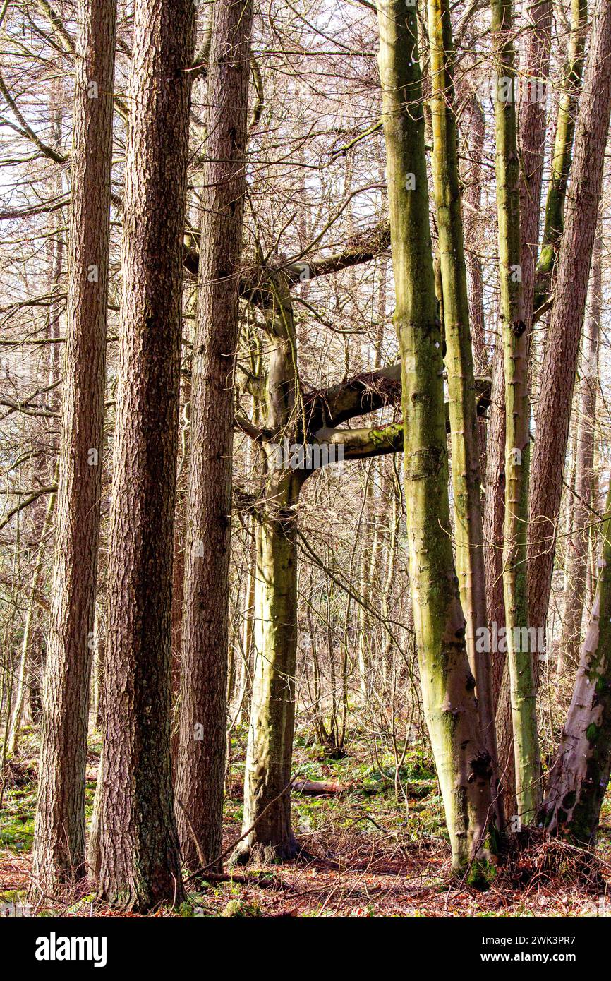 Il bel sole caldo a Templeton Woods, vicino a Dundee, offre uno spettacolare scenario di fauna selvatica, alberi dalla forma inusuale e passeggiate nella natura, in Scozia Foto Stock