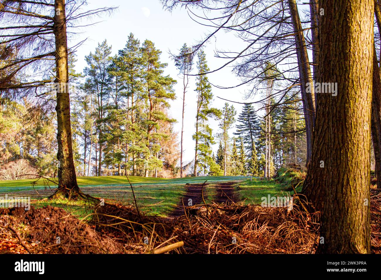 Il bel sole caldo a Templeton Woods, vicino a Dundee, offre uno spettacolare scenario di fauna selvatica, alberi dalla forma inusuale e passeggiate nella natura, in Scozia Foto Stock