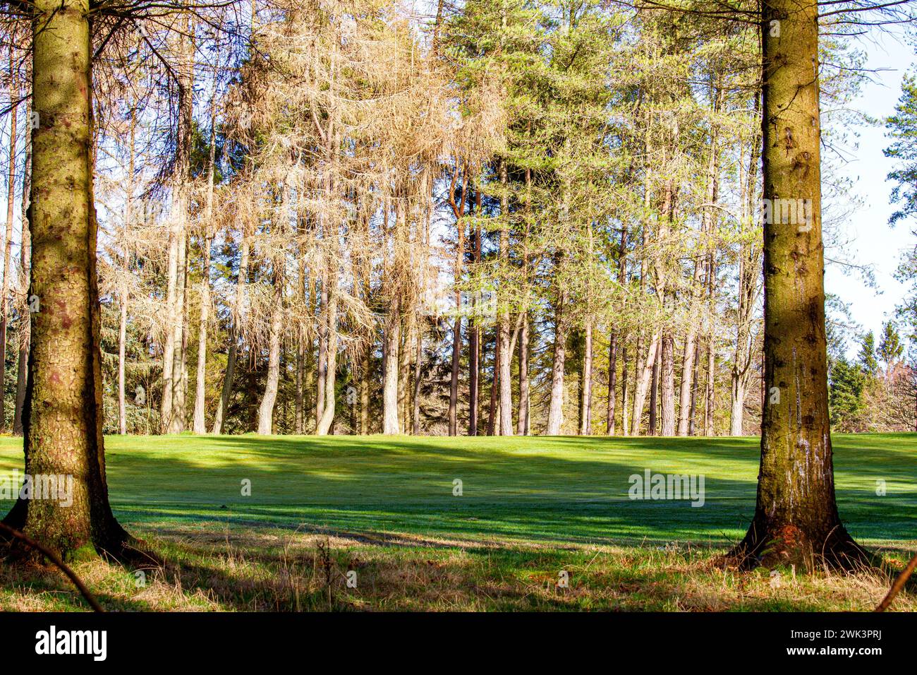 Il bel sole caldo a Templeton Woods, vicino a Dundee, offre uno spettacolare scenario di fauna selvatica, alberi dalla forma inusuale e passeggiate nella natura, in Scozia Foto Stock