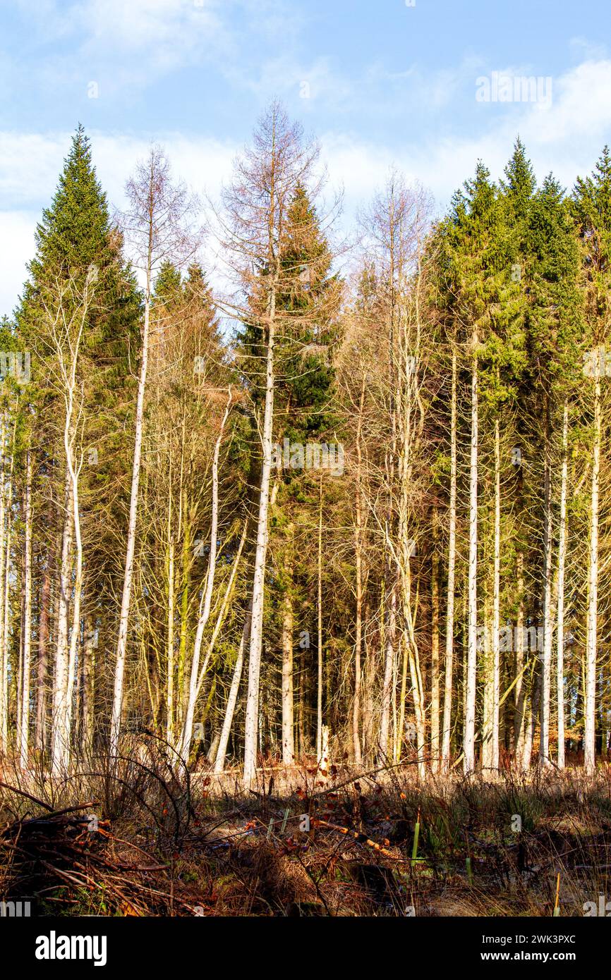 Il bel sole caldo a Templeton Woods, vicino a Dundee, offre uno spettacolare scenario di fauna selvatica, alberi dalla forma inusuale e passeggiate nella natura, in Scozia Foto Stock