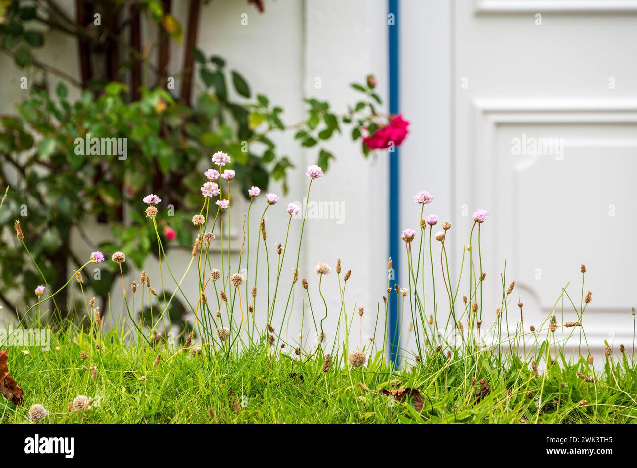 Insel Amrum Nordfriesland - Gartenidyle Blumen auf einem Rasen im Hintergrund ein weißes Friesenhaus Foto Stock