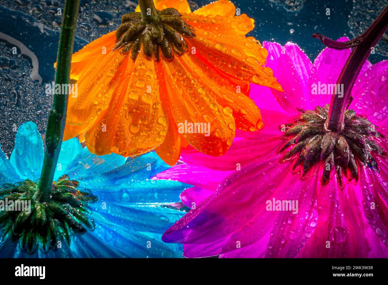 Fiori colorati con gocce d'acqua Foto Stock