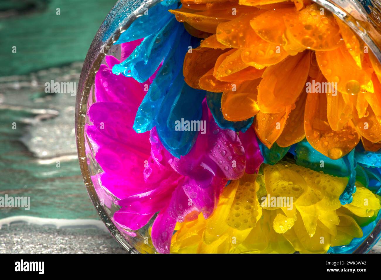 Fiori colorati con gocce d'acqua Foto Stock