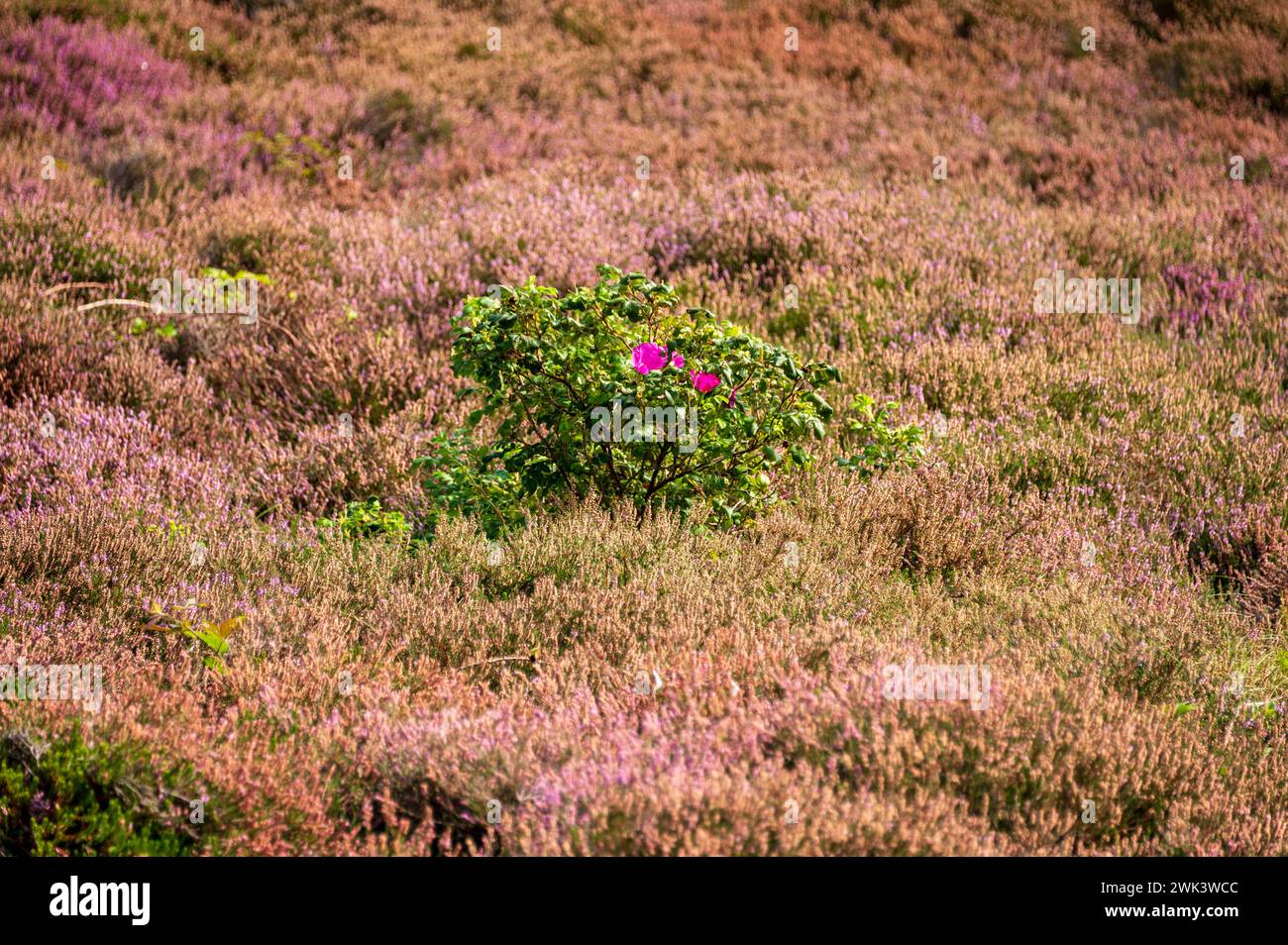 Insel Amrum Nordfriesland - Eine Buschrose Inmitten einer Eidewegetation in den Dünen von Amrum *** Isola di Amrum Frisia settentrionale Una rosa di cespuglio nel mezzo della vegetazione di erica nelle dune di Amrum Foto Stock