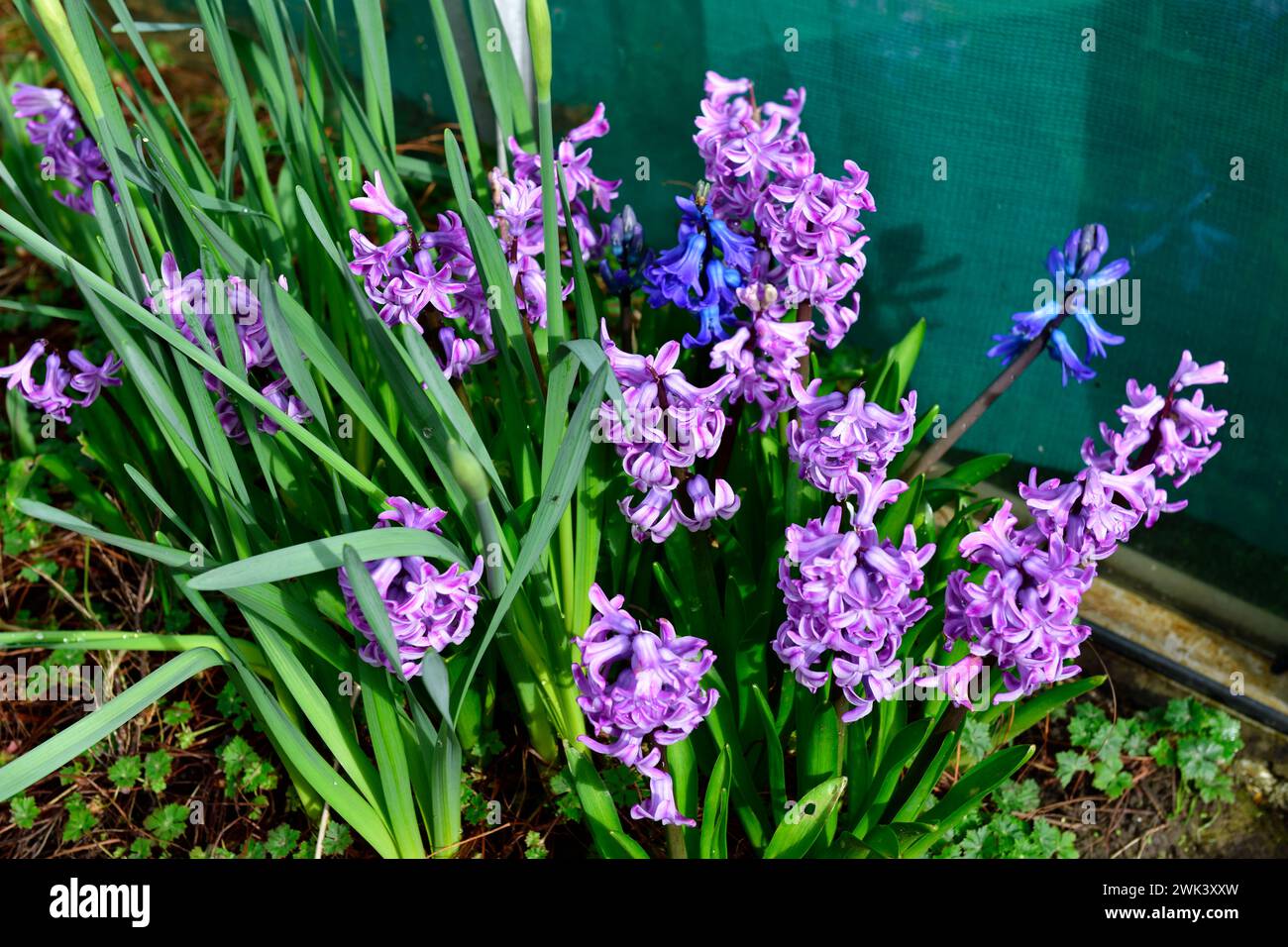 Hyacinth ( hyacinthus) Flowers in the Back Garden Somerset Inghilterra regno unito Foto Stock