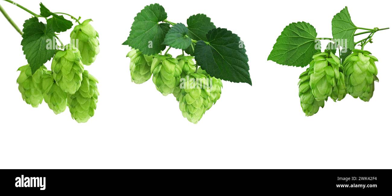 Giovani rami di luppolo con foglie. Erba del luppolo per erbe medicinali o fitoterapia. fiore di piante di luppolo isolato per la medicina naturale a base di erbe. Coni Hop. N Foto Stock