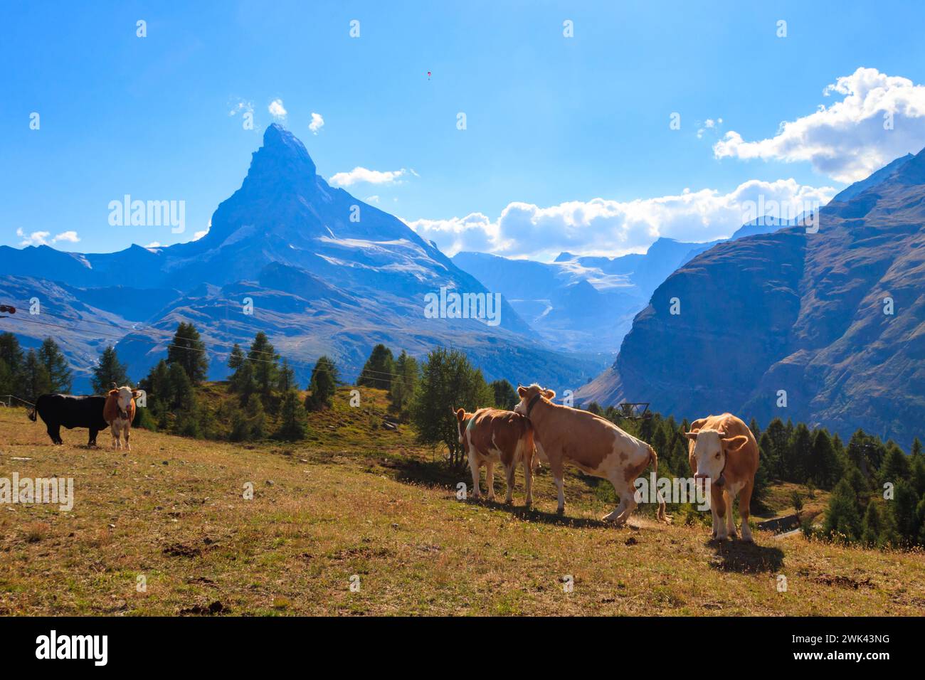 Mucche svizzere che pascolano su un prato sullo sfondo del Cervino, Svizzera Foto Stock