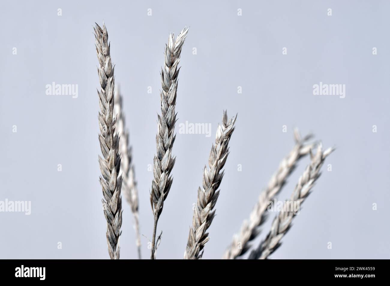 Cereali selvatici o erba secca in inverno su sfondo bianco Foto Stock