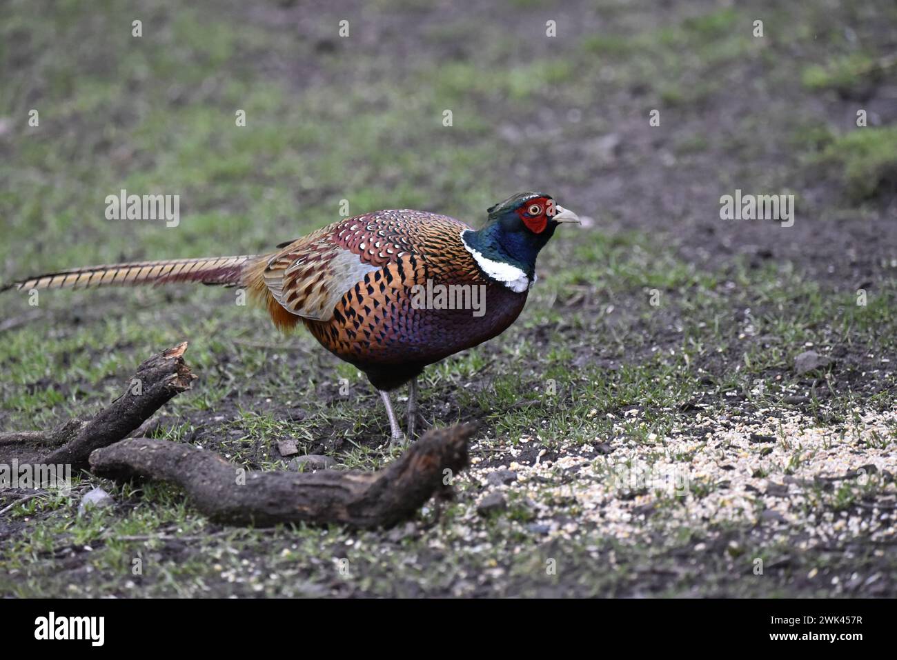 Immagine ravvicinata del profilo destro di un fagiano comune (Phasianus colchicus) in piedi sull'erba in una radura forestale nel Regno Unito in inverno Foto Stock