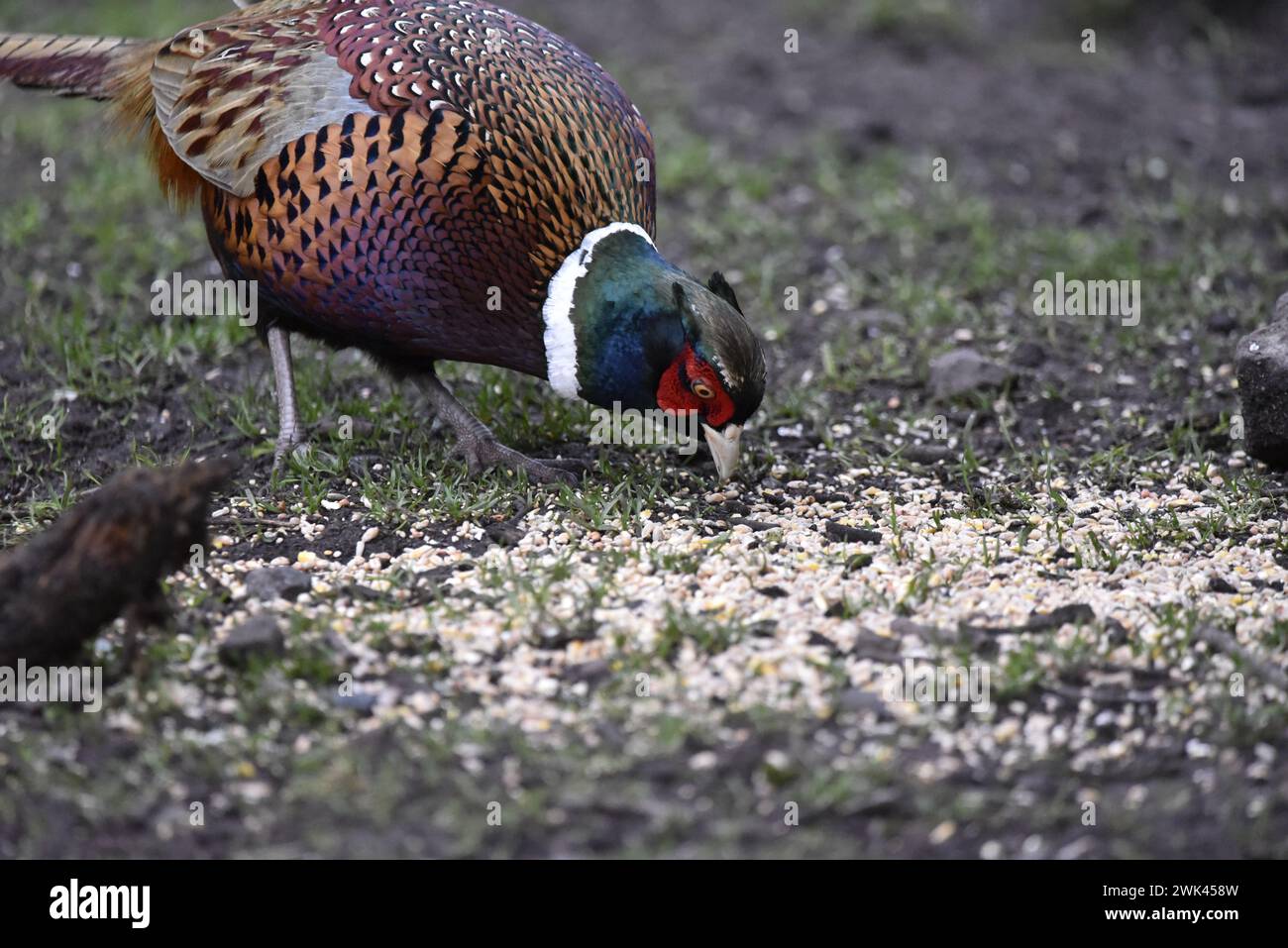 Pheasant comune color rame (Phasianus colchicus) primo piano a sinistra dell'immagine, con seme da mangiare testa a terra, scattato in inverno in una foresta del Regno Unito Foto Stock